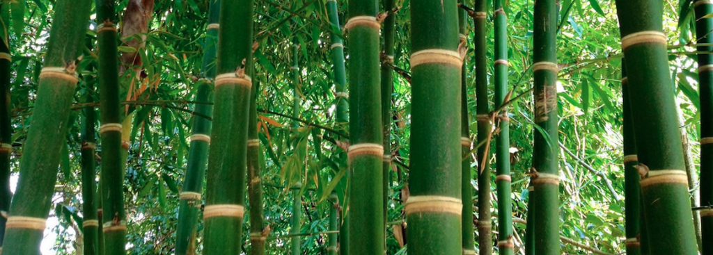 Bamboo, the Wonder Fiber